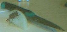 chroust na cibuli 2003